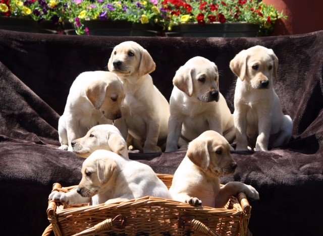 Pregnancy Scanning, Vaccinations and Microchipping